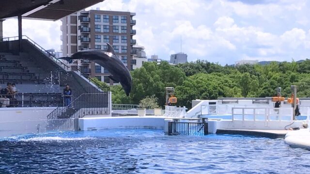 京都水族館 イルカ ジャンプ