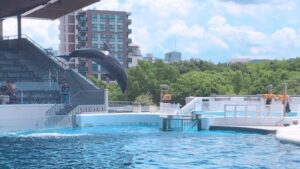京都水族館 イルカ