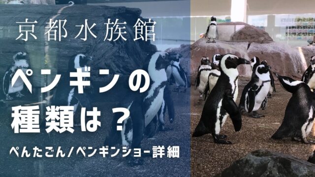 京都水族館のペンギンの種類は？ぺんたごんやペンギンショー詳細も！