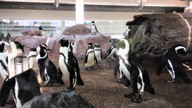 京都水族館 ペンギン