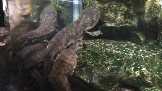 京都水族館 オオサンショウウオ