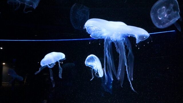 京都水族館 クラゲ