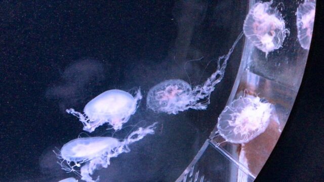 京都水族館 クラゲ