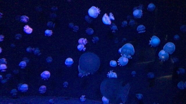 京都水族館 クラゲ