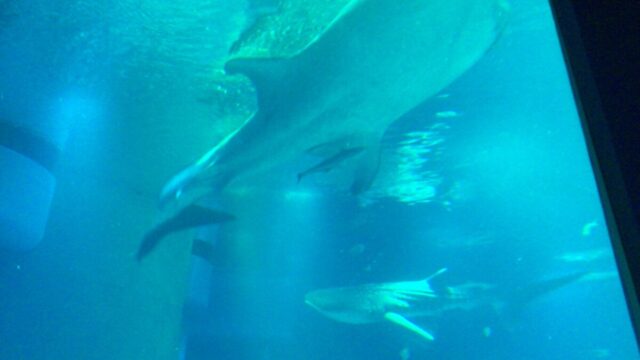 海遊館 ジンベエザメ