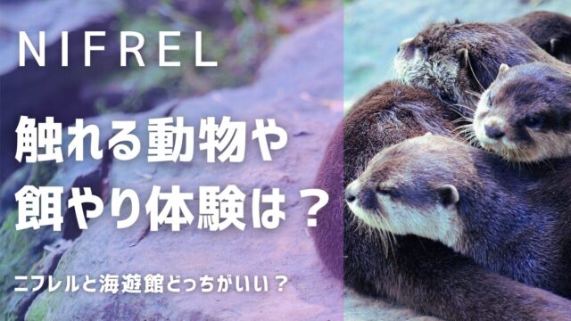 ニフレルで触れる動物に餌やり体験！海遊館とどっちがいい？