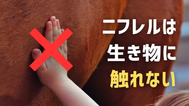 ニフレル 生き物触れない