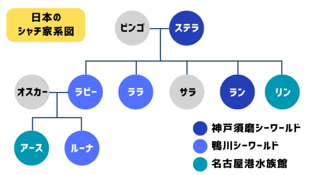 日本のシャチ家系図