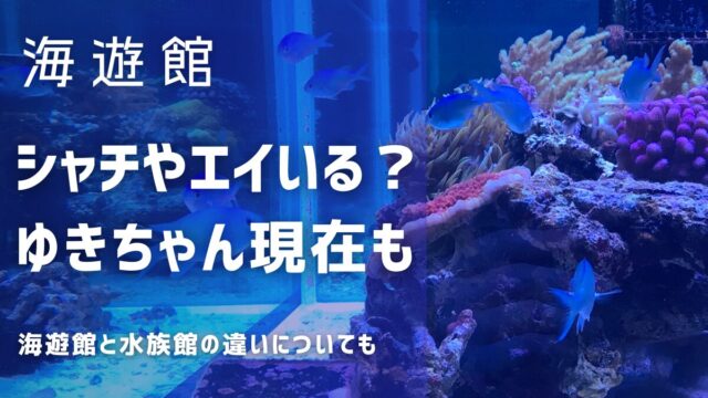 海遊館しゃちや海遊館えいはいる？ゆきちゃんの現在は？海遊館と水族館の違い